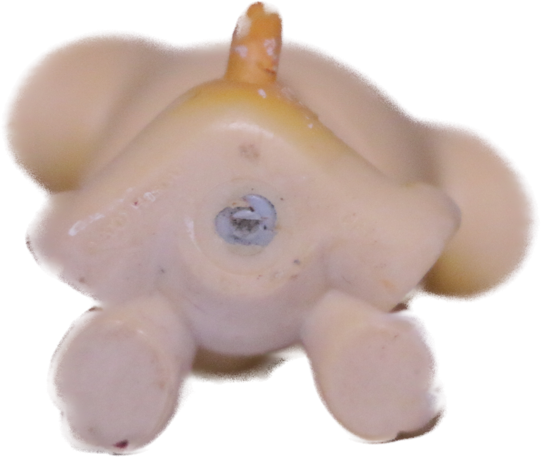 #0451 Boxer