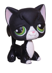 #0055 Angora Longhair Cat