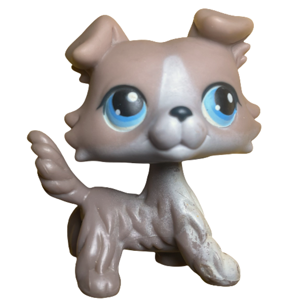 #0067 Collie