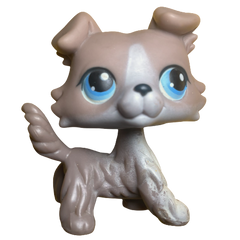 #0067 Collie