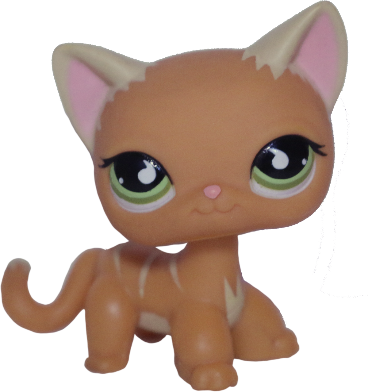 #0525/790 Shorthair Cat