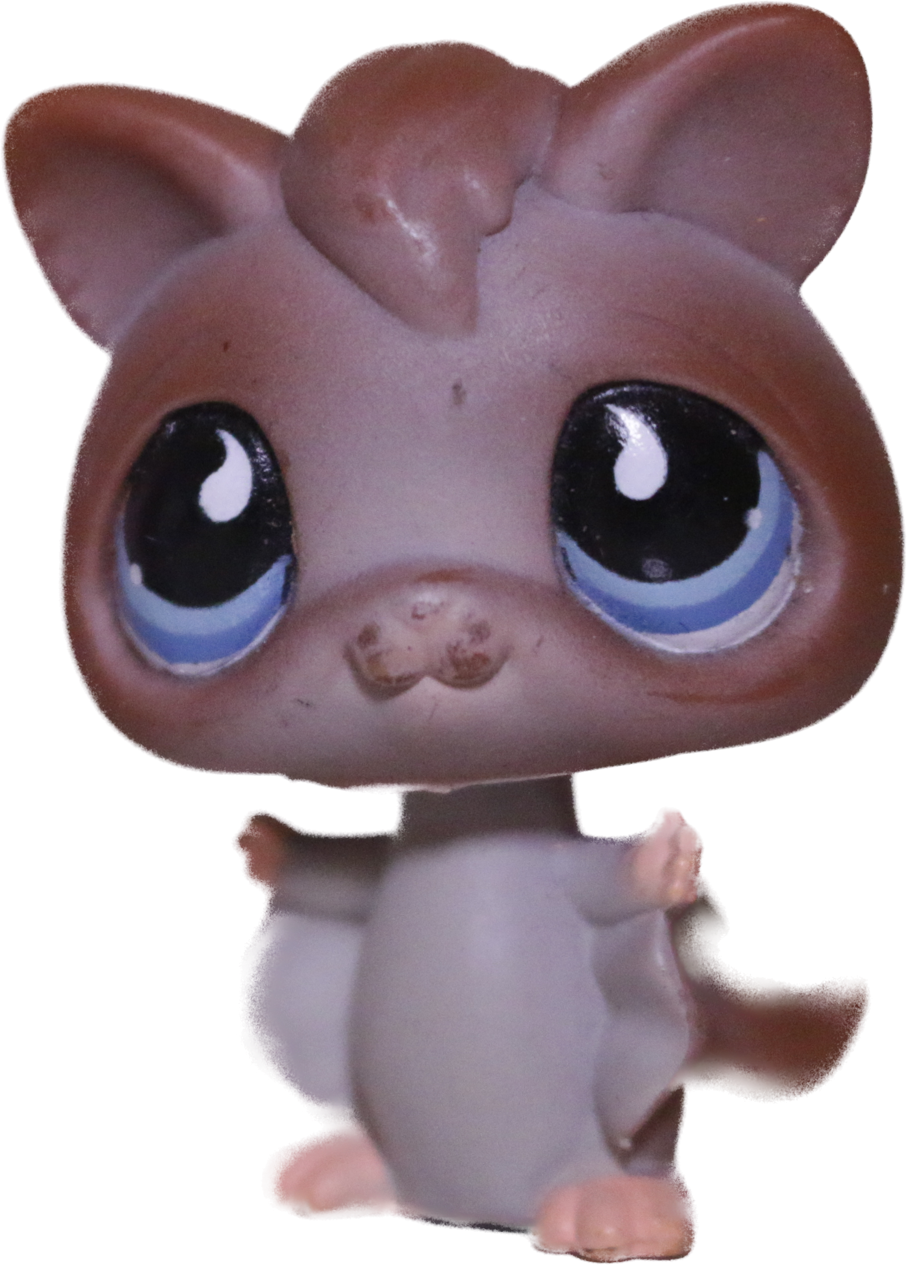 #0787/873 Sugar Glider