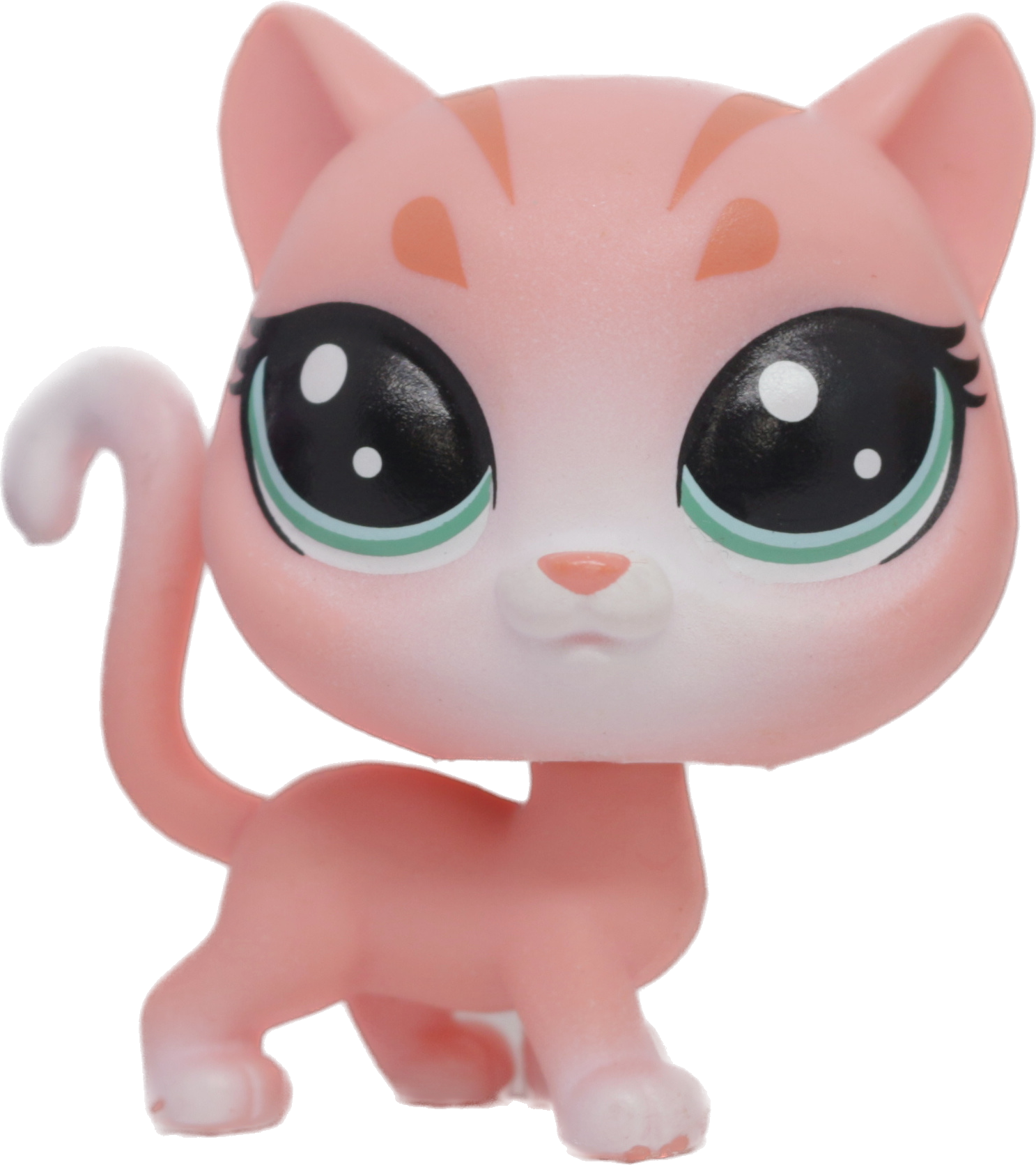 #1-102 Shorthair Cat