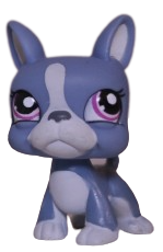 #1025 Boston Terrier