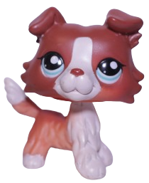 #1542 Collie