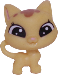 #2-84 Teensy Kitten "Catalina Scrapper"