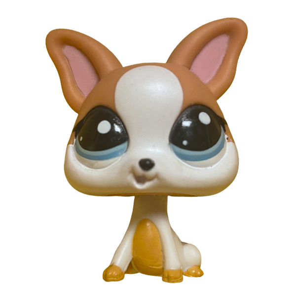 #2072 Chihuahua