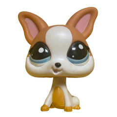 #2072 Chihuahua