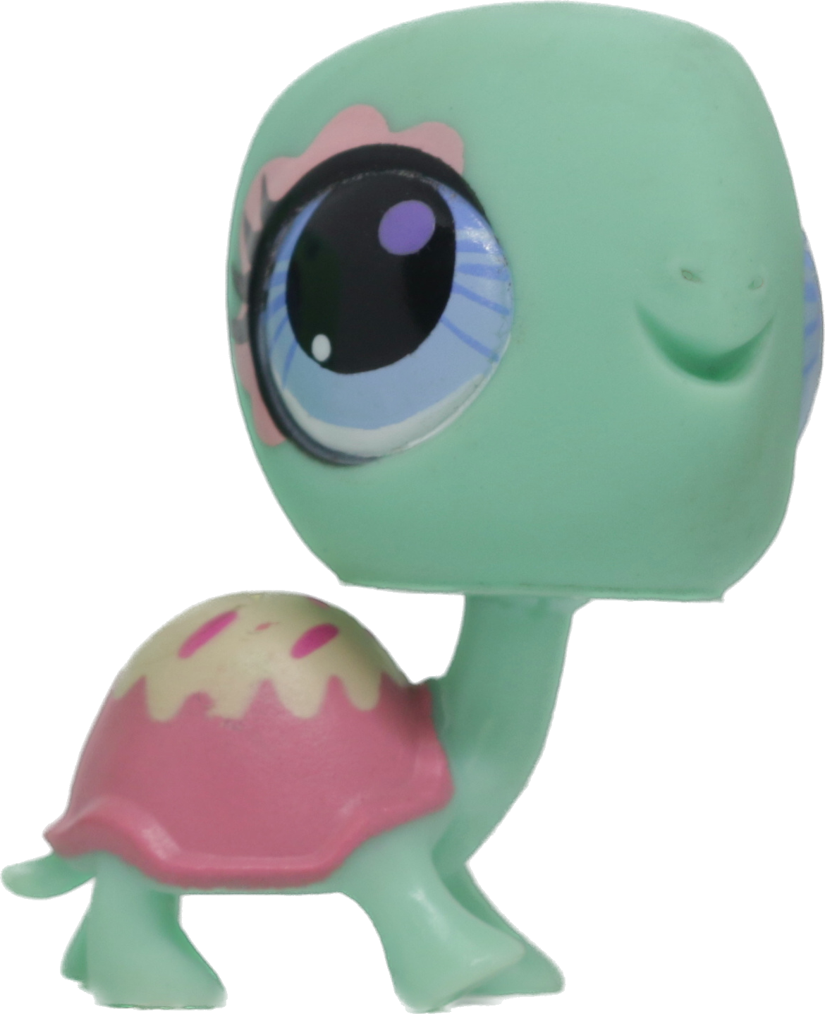 #3024 Turtle