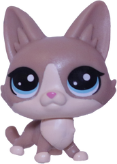 No # Mini Lynx Kitten