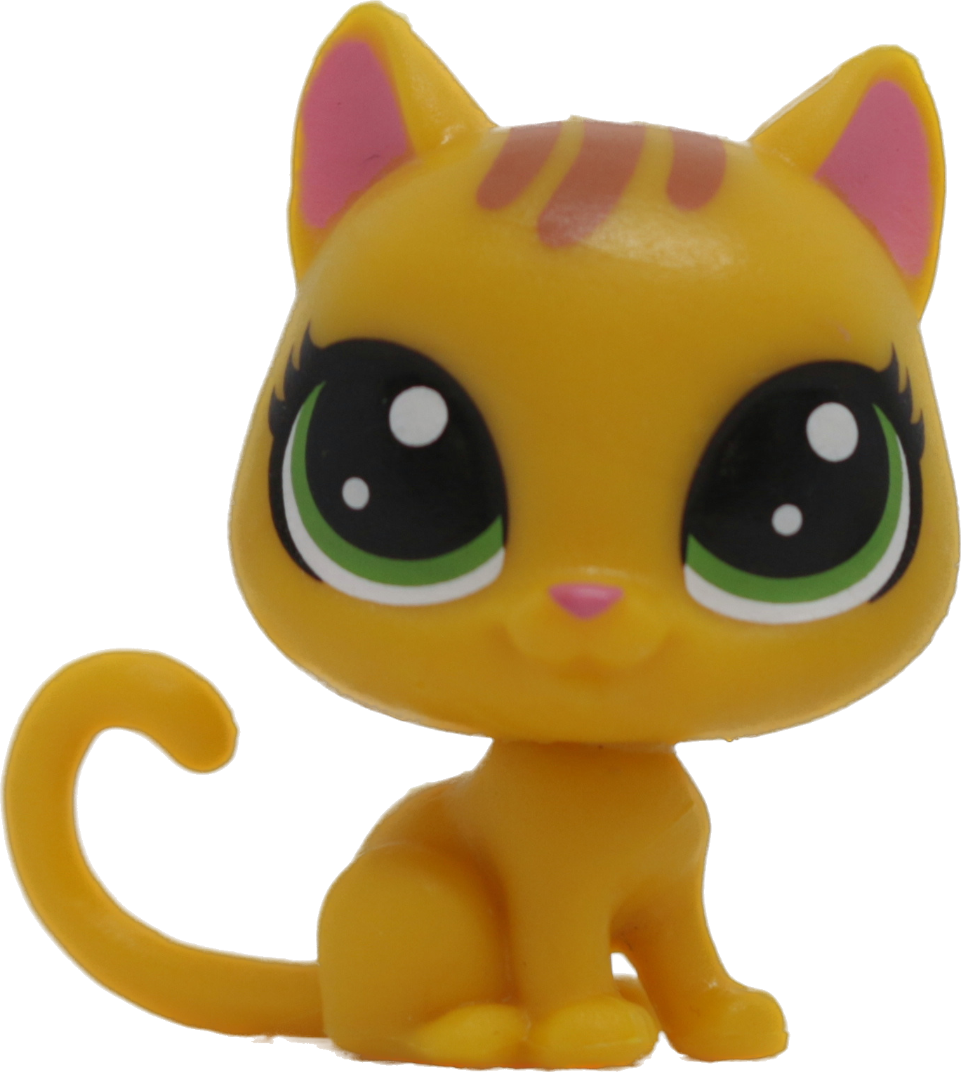 No # Mini Shorthair Kitten