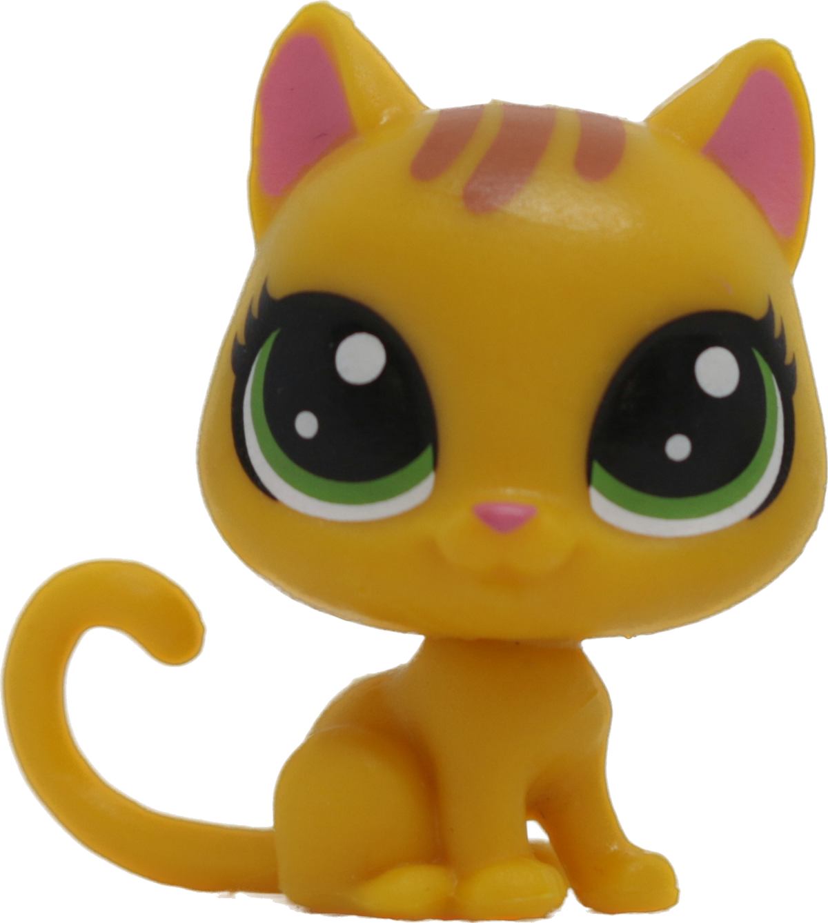 No # Mini Shorthair Kitten