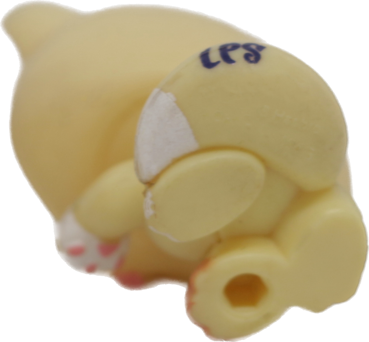 #2326 Himalayan Kitten