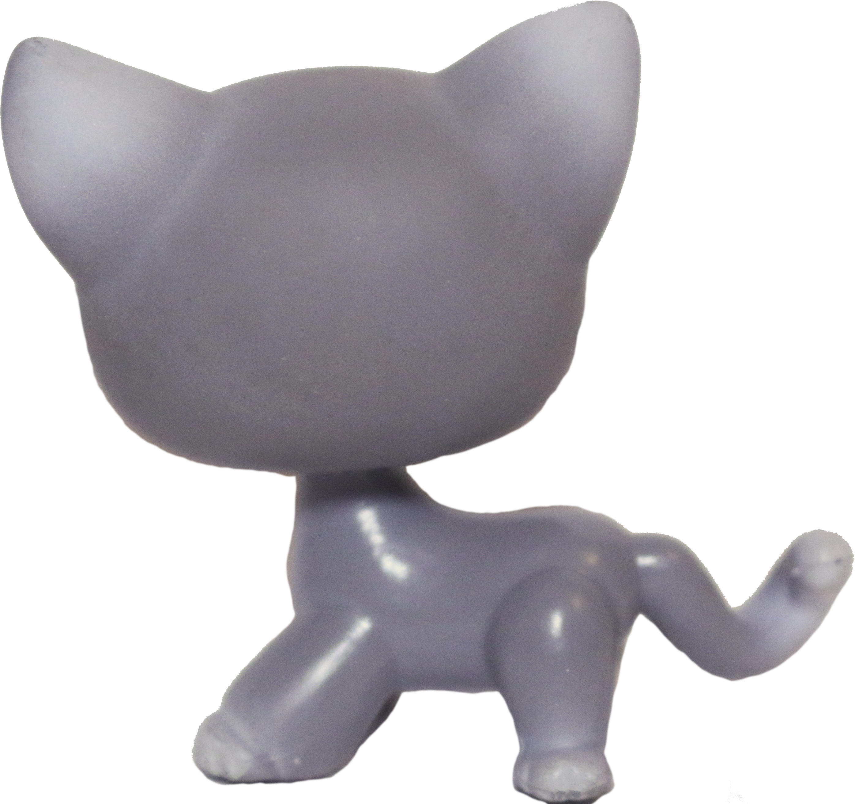 #0126 Shorthair Cat