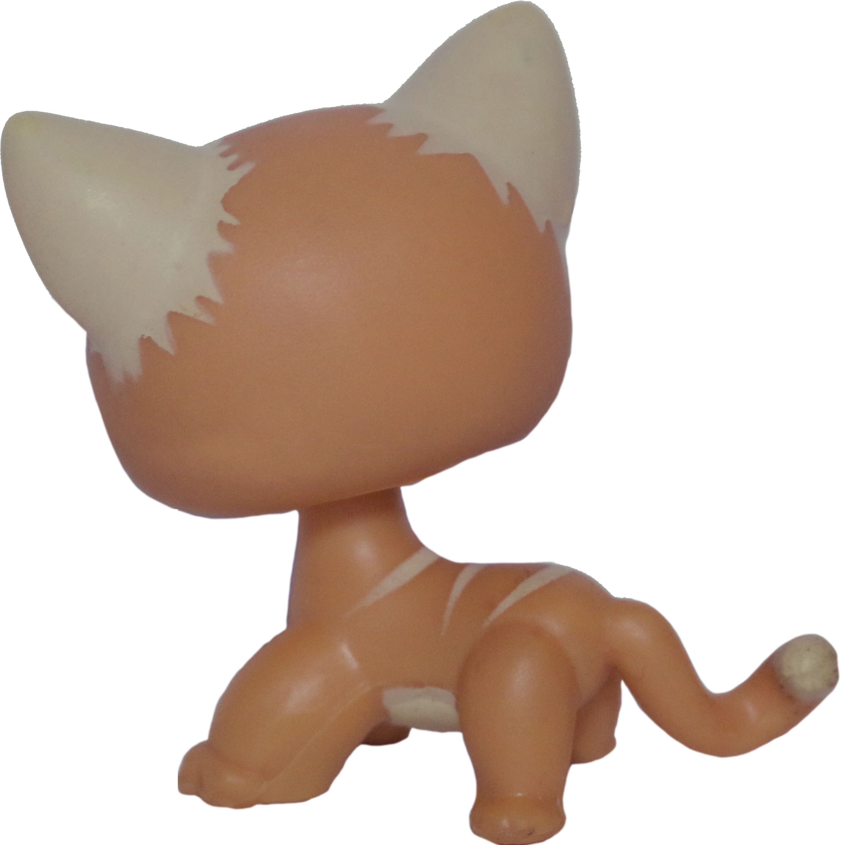 #0525/790 Shorthair Cat