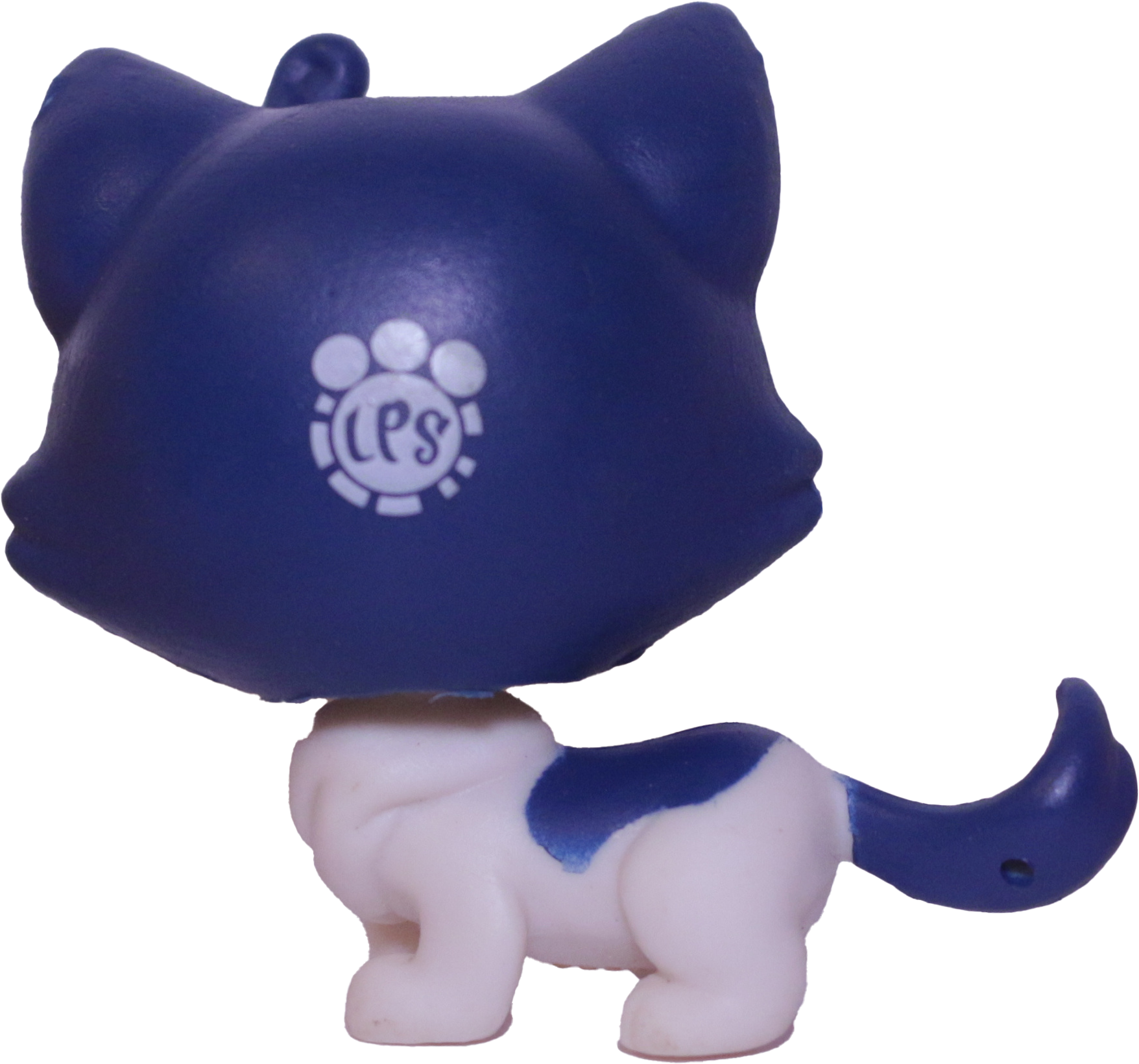 #39 Munchkin Cat "Keena Catley"