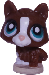 #T?? Teensiest Husky