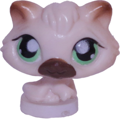 #T?? Teensiest Kitten