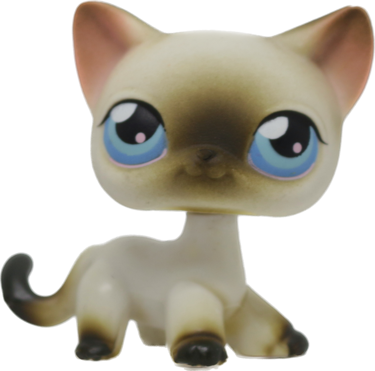 #0005 Shorthair Cat
