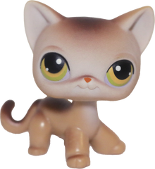 #0019 Shorthair Cat