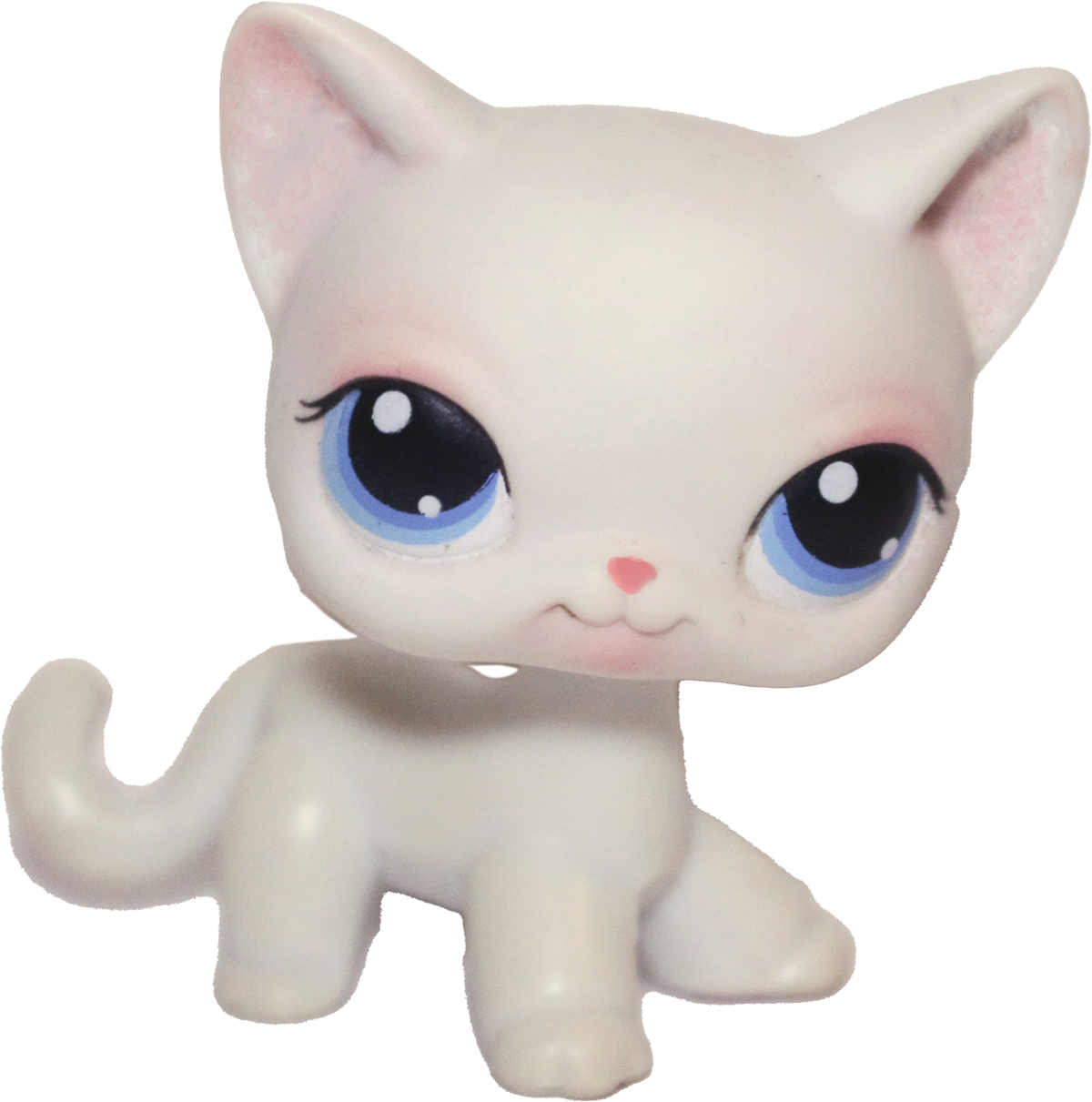 #0064 Shorthair Cat