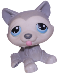 #0070 Husky