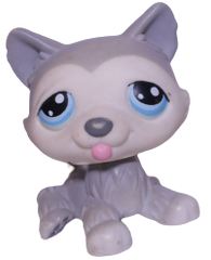 #0070 Husky