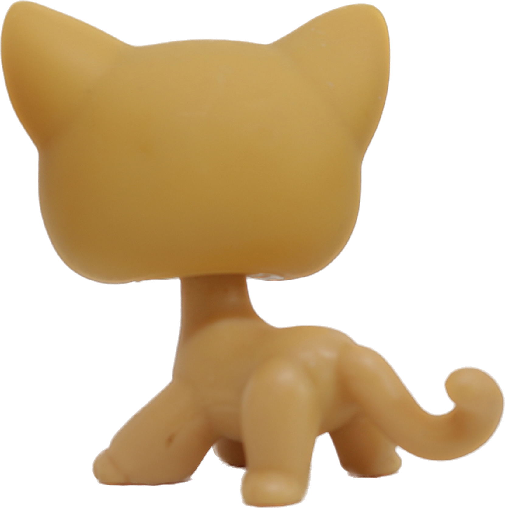 #0071 Shorthair Cat