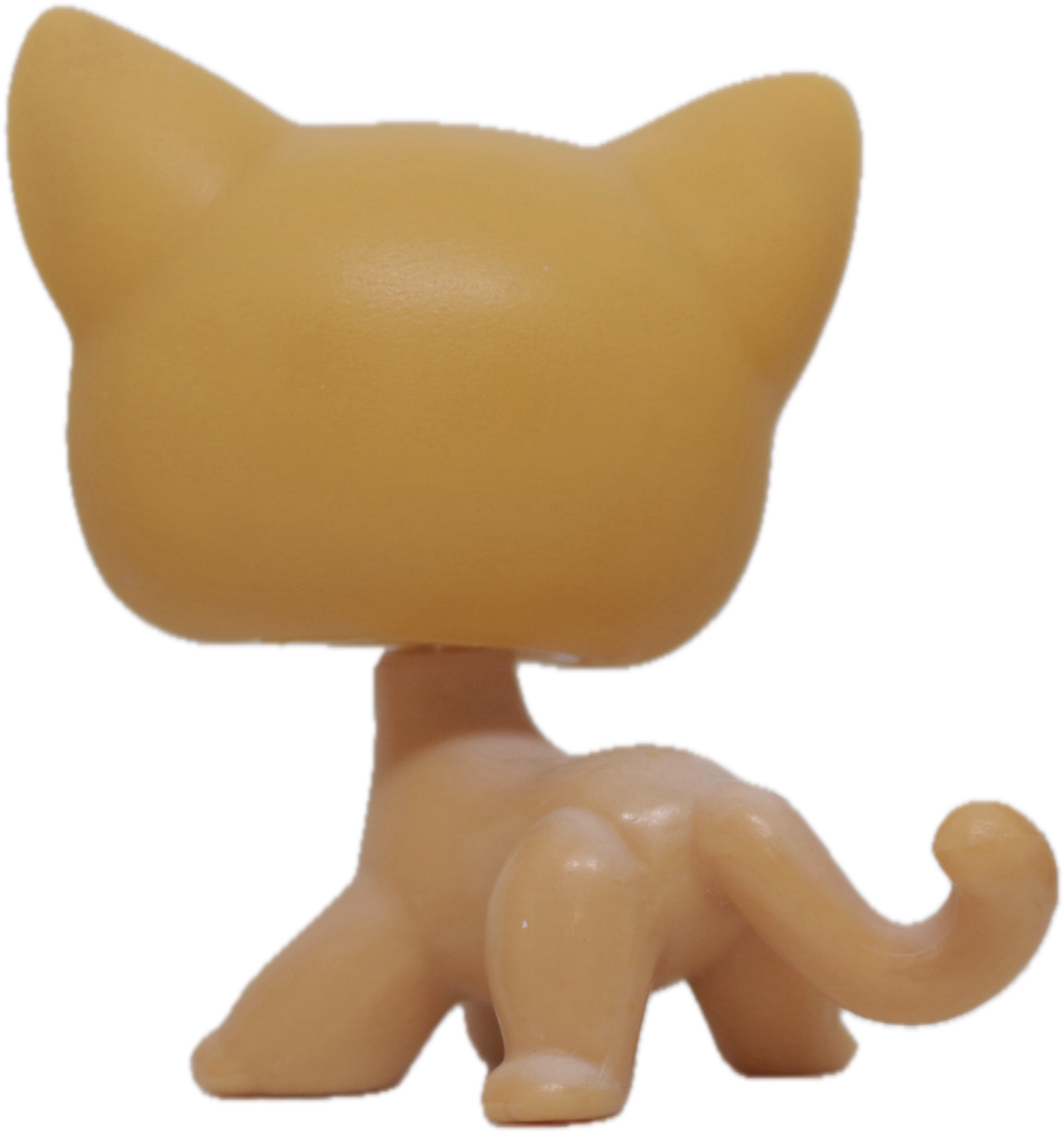 #0072 Shorthair Cat