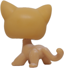 #0072 Shorthair Cat