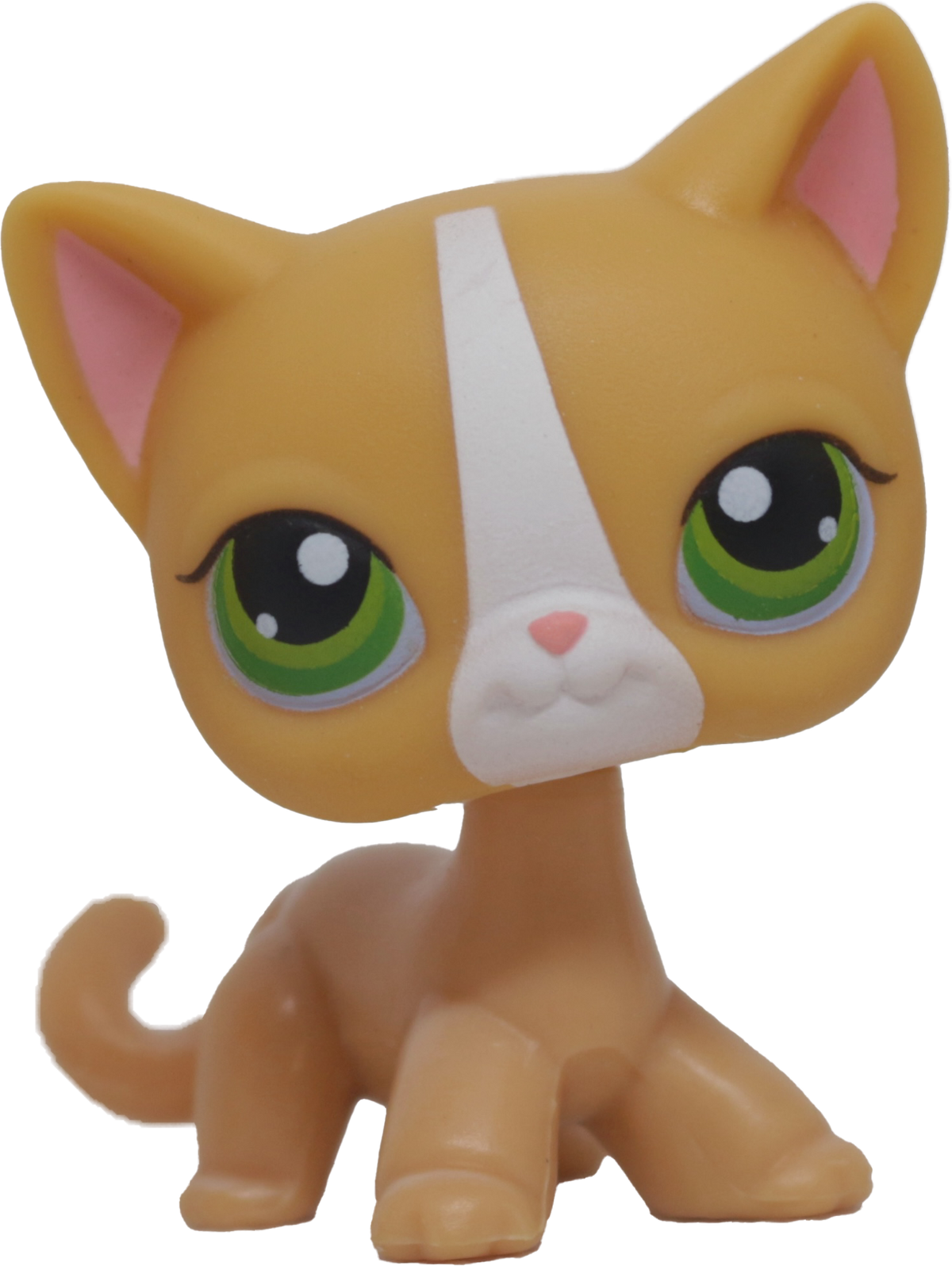 #0072 Shorthair Cat