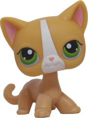#0072 Shorthair Cat