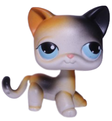#0106 Shorthair Cat