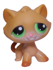 #0110 Shorthair Cat