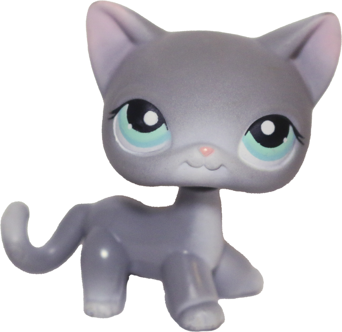#0126 Shorthair Cat