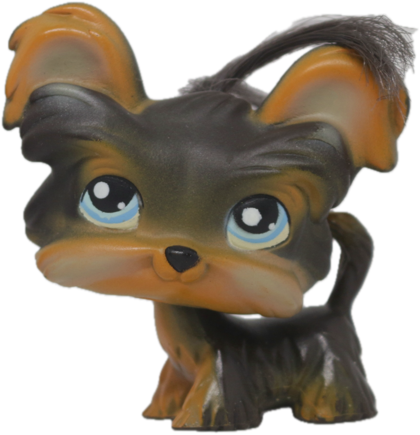 #0141 Shi Tzu
