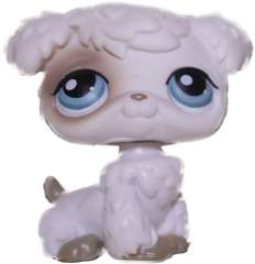 #0204 Poodle Puppy