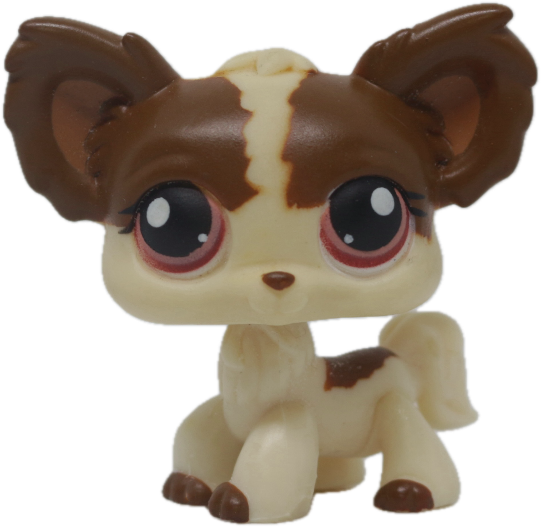 #0385 Chihuahua