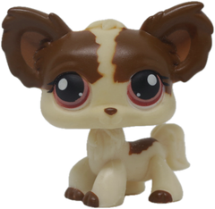 #0385 Chihuahua