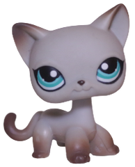 #0391 Shorthair Cat