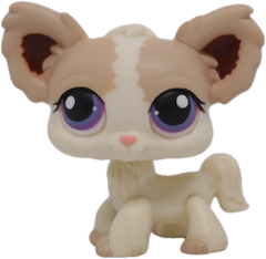 #0438 Chihuahua