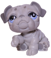 #0508 Bulldog