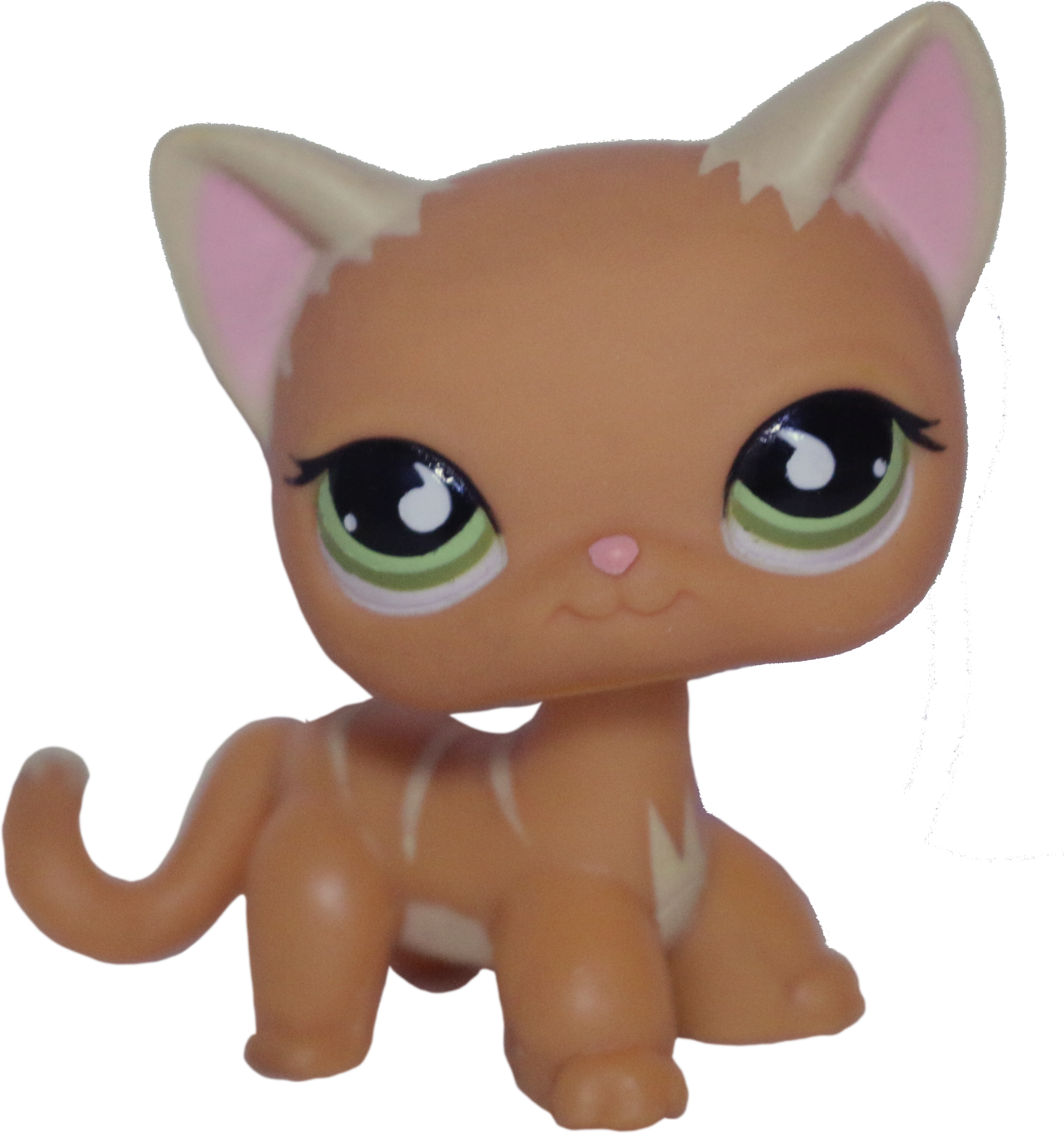 #0525/790 Shorthair Cat
