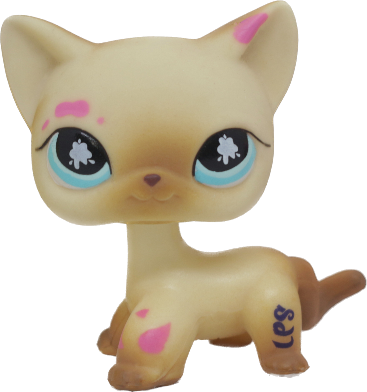 #0816 Shorthair Cat