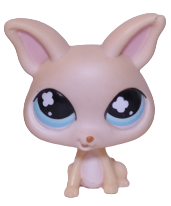 #0837 Chihuahua