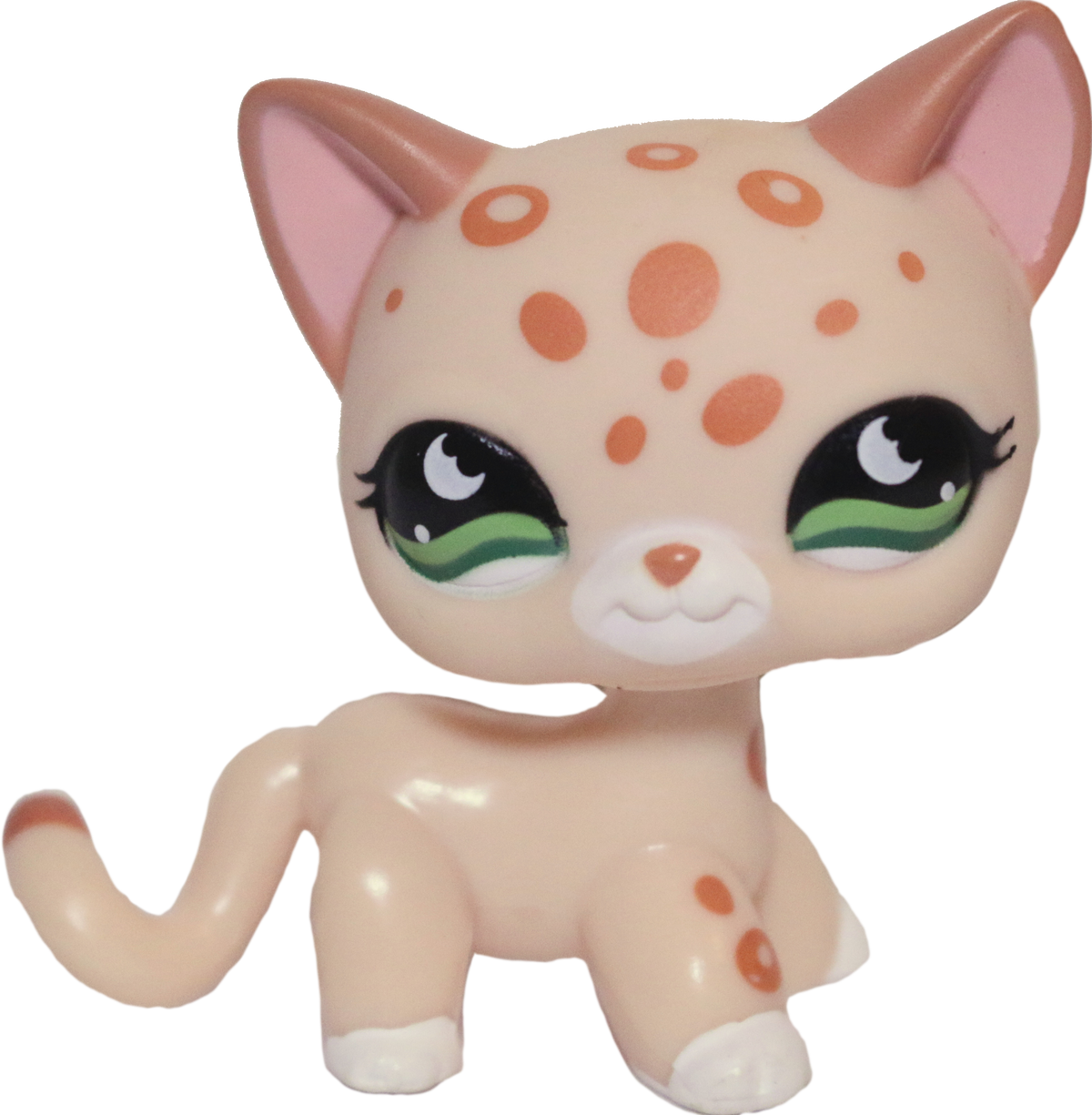 #0852 Shorthair Cat