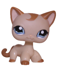 #1024 Shorthair Cat