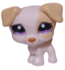 #1110 Jack Russell