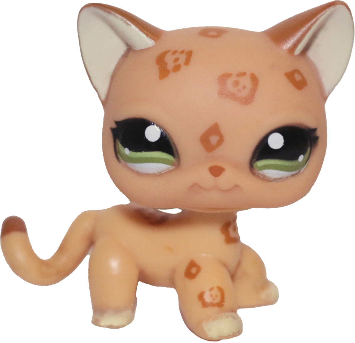 #1120 Shorthair Cat