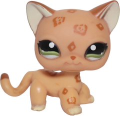 #1120 Shorthair Cat